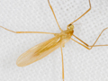 Erioptera flavata or meijerei